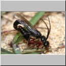 Methocha ichneumonides - Trugameise 01d 8-10mm Paarung.jpg